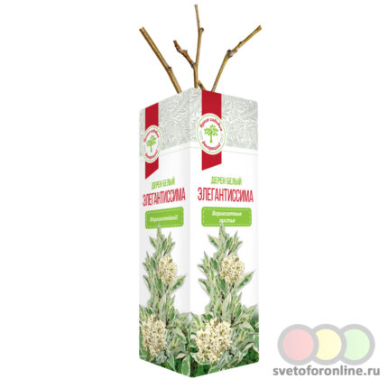 Саженцы декоративных кустарников ВЕСНА Дерен